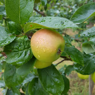 Blenheim Orange